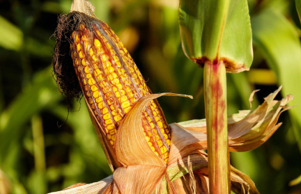 «Год урожайный – надо напрягаться». А. Лукашенко дал поручения по осенним полевым работам