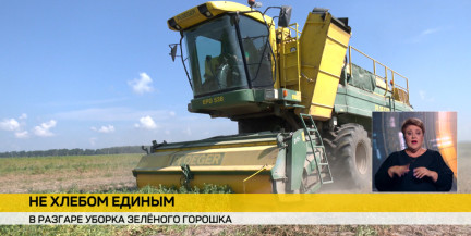 В Гомельском районе идет активная уборка зеленого горошка