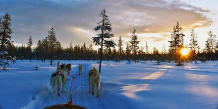 Трамп: У Гренландии для обороны лишь две собачьих упряжки