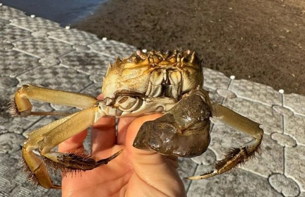 Жителей Орегона предупредили о нашествии крабов в варежках