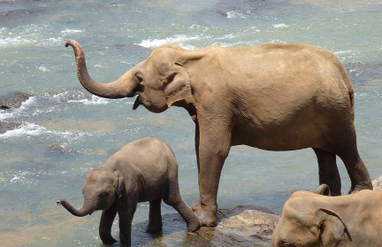 Шри-Ланка отменяет визы по прилете: теперь только онлайн