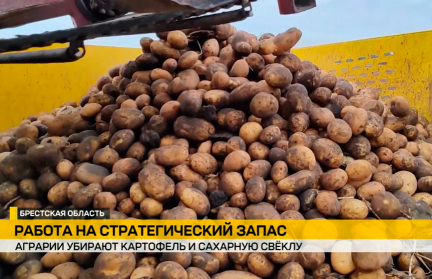 Брестчина ставит рекорды по сбору картофеля и сахарной свеклы