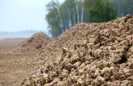 Компании из ОАЭ вошли в тройку крупнейших покупателей белорусской сельхозпродукции