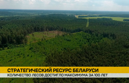 Количество лесов в Беларуси достигло векового максимума