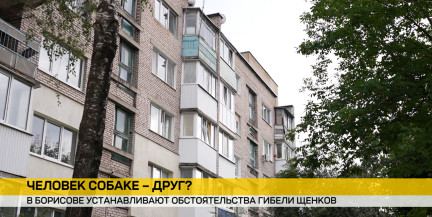 В Борисове дети закопали щенков и сняли это на камеру. Подробности – в репортаже ОНТ