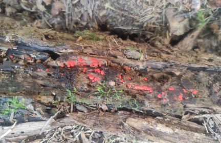 Новый для науки вид миксомицетов обнаружен в Беловежской пуще