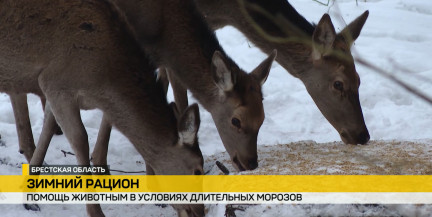 Более 100 площадок для подкормки животных организовано в «Беловежской пуще»