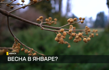 Влияние аномально теплой зимы на растения и сельхозпосевы – репортаж ОНТ