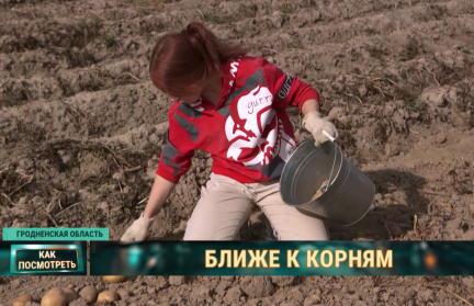 Романтика работ в поле и тренд на яблоки. Молодежь добровольно помогает собирать урожай