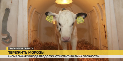 Морозы проверяют белорусов на прочность: как справляемся с нагрузками, кому сложнее всего