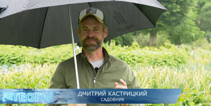 Как ухаживать за клубникой после сбора урожая: обрезка, подкормка, обработка
