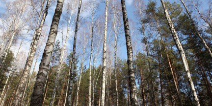 Ограничения на посещение лесов действуют в 68 районах Беларуси