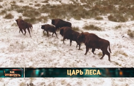 Зубр как символ Беларуси: зачем популяцию увеличивают и как на них влияет глухой забор на польской границе. Репортаж ОНТ