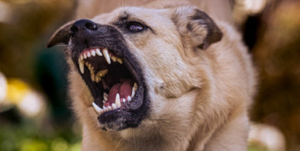 Врачи лечили британку от психоза, а у нее было бешенство: женщину не спасли