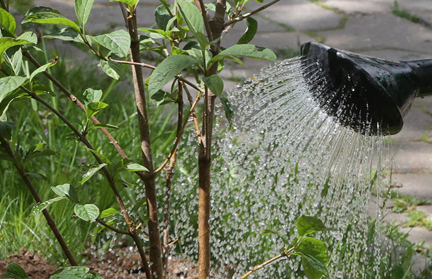 На каком расстоянии от соседнего участка разрешается высаживать деревья и кустарники?