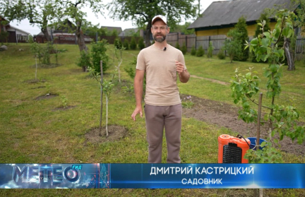 Народные средства для борьбы с тлей перечислил садовник Кастрицкий