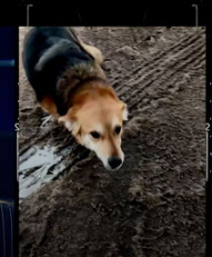 «Мины» на дорожках: горожане против собачников. Чья правда? Узнаем в «Тик-Толк»