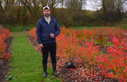 Как подготовить голубику к зимовке, рассказал садовник Кастрицкий