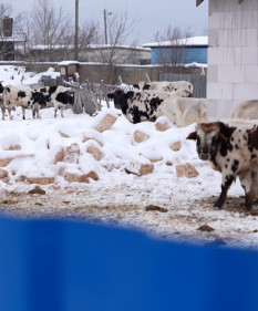 Сельский детектив. В Молодечно коровы на самовыгуле пугают местное население