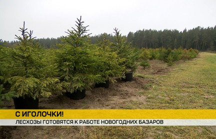 Более тысячи елочных базаров начнут работу в преддверии праздников