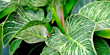 Какие комнатные растения могут вызывать аллергию, рассказал врач