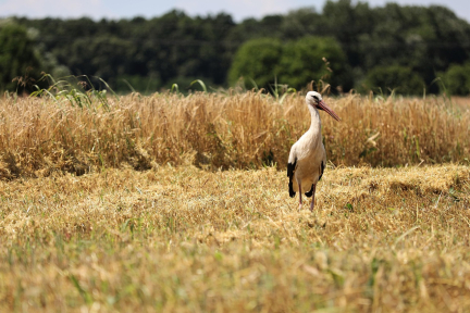 В условиях проливных дождей и изнуряющего зноя. Как продвигается уборочная в Беларуси