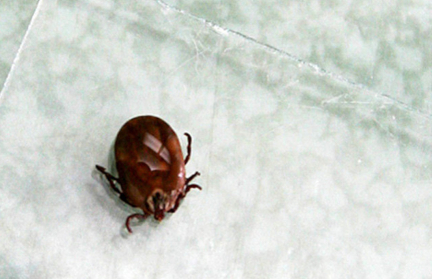 Более 100 человек обратились за помощью после укусов клещей в Гродно с начала сезона