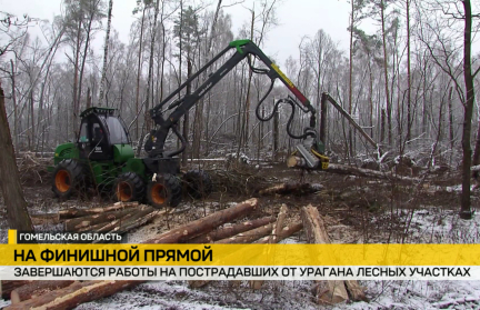 В Гомельской области завершаются работы на пострадавших от урагана участках лесного фонда