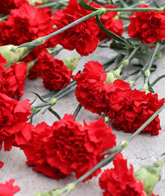 22 марта – Беларусь помнит: день памяти Хатынской трагедии