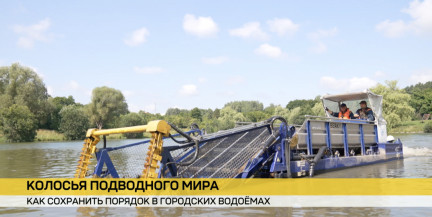 Проблема водорослей и как сохранить порядок в водном мире, не нарушая микроклимат – в сюжете ОНТ