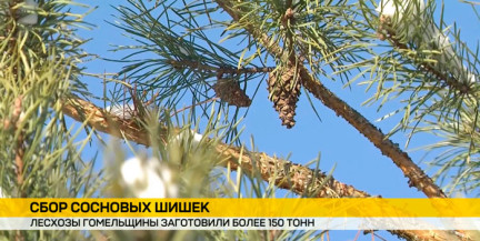 Более 150 тонн сосновых шишек заготовили в Гомельской области