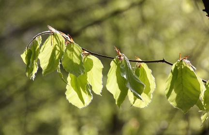 От -11 до +28. Специалист рассказала о погодных качелях в апреле 2025-го