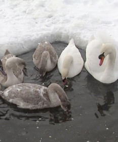 Ледяная ловушка. В Гомельской области МЧС борются за жизнь лебедей