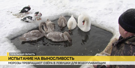 Ледяная ловушка. В Гомельской области МЧС борются за жизнь лебедей
