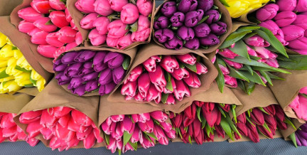Почем тюльпаны в разных городах Беларуси? Сколько рублей «нагулял» за год главный цветок 8 Марта
