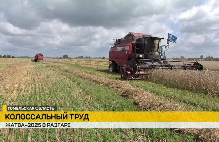Белорусские аграрии приближаются к 6 млн тонн зерна с учетом рапса – сюжет ОНТ