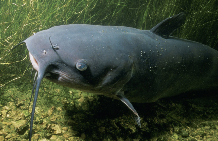 В Беларуси с 1 ноября начнет действовать запрет на лов сома и сига чудского
