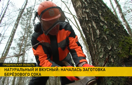 В Гродненской области начался сезон сбора березового сока
