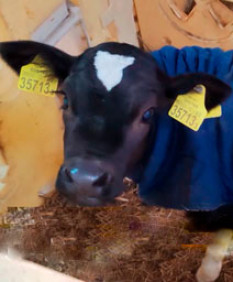 Молочные такси и тепловые пушки: как хозяйства Брестчины спасают телят от суровых морозов