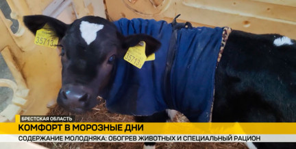 Молочные такси и тепловые пушки: как хозяйства Брестчины спасают телят от суровых морозов