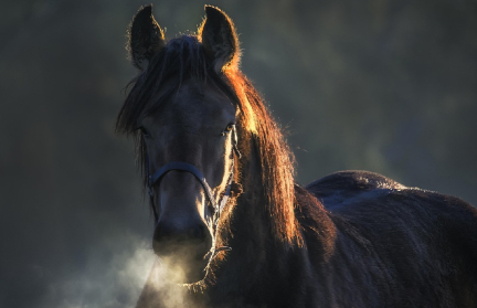 Минский зоопарк запустил голосование за символ 2026 года