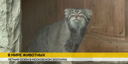 Московский зоопарк поддерживает связи с Беларусью: как происходит обмен животными – в репортаже ОНТ