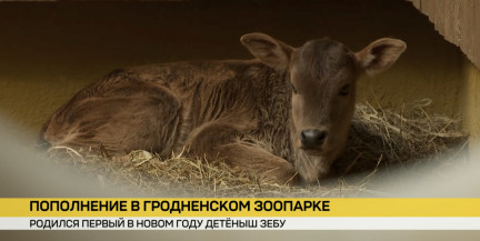 В Гродненском зоопарке родился первый в новом году малыш – зебу Забава
