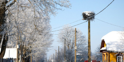 В Беларуси запретили уничтожать птичьи гнезда – причины назвали орнитологи