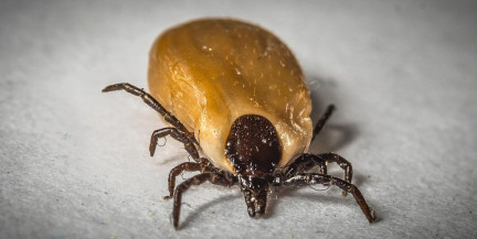 Как приготовить репеллент от клещей в домашних условиях