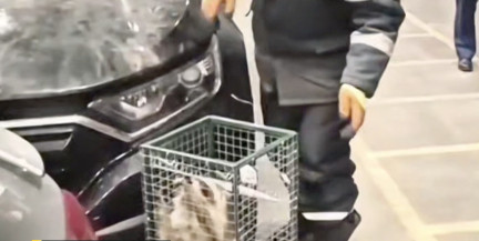 Енот из США осваивается на ПМЖ в Беларуси