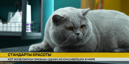 48 выставок за год и третье место в мире: история самого красивого кота Беларуси