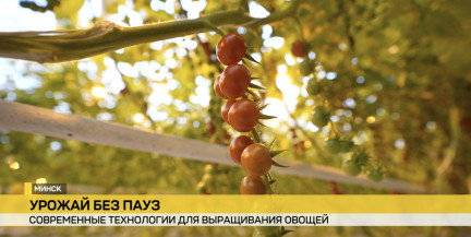 Витамины без вреда для кошелька. Белорусские тепличные комбинаты расширяют ассортимент