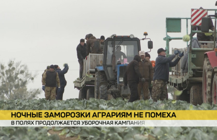 Ночные заморозки – не помеха. В полях продолжается уборочная кампания