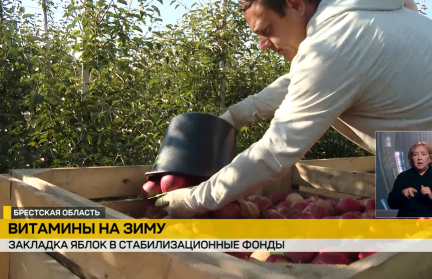 Массовая уборка яблок в Брестской области: урожай направляют в торговлю и стабфонды